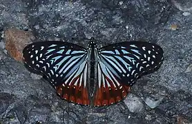 Hestina nama