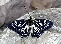 Euripus nyctelius