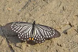Papilio epycides