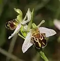 Ophrys apiferavar. aurita