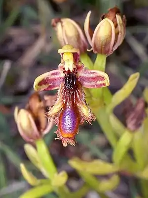 König-Ferdinand-Ragwurz(Ophrys regis-ferdinandii)