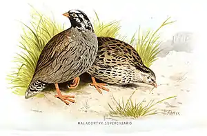 Himalayawachtelaus Allan Octavian Hume und Charles Henry Tilson Marshall: Game birds of India, Burmah and Ceylon, 1880
