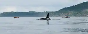 Schwertwale im Sommer in der Johnstone Strait