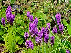 Übersehenes Knabenkraut (Northern marsh orchid)