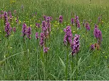 Orchideenwiese bei Gersheim