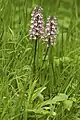 Orchis ×hybrida