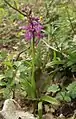 Männliches Knabenkraut (Orchis mascula)