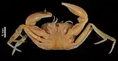Orcovita gracilipes (Muséum national d’histoire naturelle)