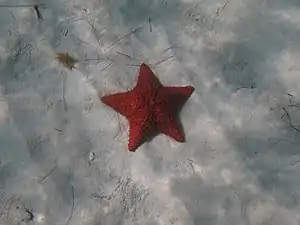Genetzter Kissenstern am Strand der Bucht.