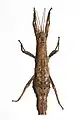 Weibchen dorsal