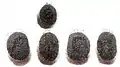 Eier: oben von oben (mit Deckel), v.&nbsp;l.&nbsp;n.&nbsp;r.: lateral, dorsal, lateral, ventral