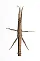 Männchen vom 'Cuc Phuong' Stamm – dorsal