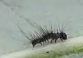 L1-Raupe (2&nbsp;mm) von der Seite
