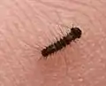 L1-Raupe (2&nbsp;mm, kurz nach dem Schlüpfen) von oben