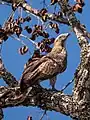 Wespenbussard (Pernis ptilorhynchus)