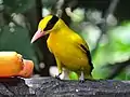 Schwarznackenpirol (Oriolus chinensis) im Jurong Bird Park