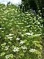 Bestand in einem natürlichen Habitat