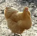Orpingtonhenne-Farbschlag Gelb