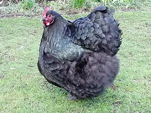 Schwarze Orpington-Henne
