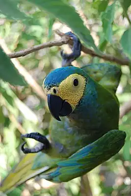 Ara (Orthopsittaca manilata) in Goiânia, Brazil.
