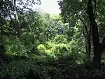 Farntal
