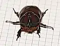 Nashornkäfer von vorne. Die Papierquadrate sind 5 × 5 mm groß.