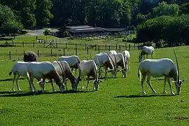 Säbelantilopen
