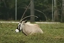 Spießbock (Oryx gazella)
