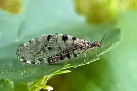 Bachhaft (Osmylus fulvicephalus)
