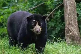 Brillenbär