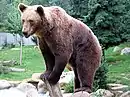 Braunbär