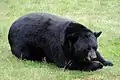 Amerikanischer Schwarzbär (Ursus americanus)