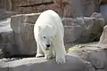 Eisbär