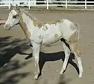 Palomino mit Frame Overo
