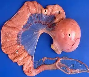 Legedarm eines Haushuhns: 1 Infundibulum, 2 Magnum, 3 Isthmus, 4 Uterus, 5 Vagina mit Ei