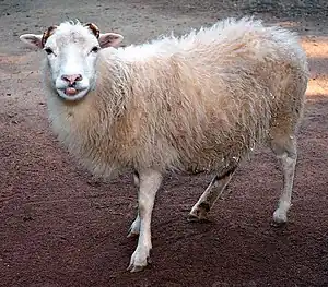 Skudde