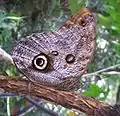 Caligo memnon