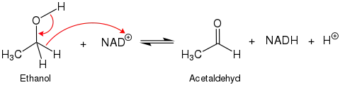 Oxidation von Ethanol durch NAD+ zu Acetaldehyd und NADH