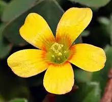 Blüte von oben