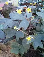 Oxalis ortgiesii