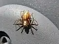 Weibliche Echte Luchsspinne (Oxyopes sp.)