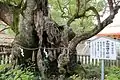 Ochinomikoto Oteueno Kusunoki