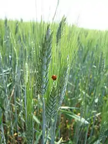 Hartweizen (Triticum turgidum subsp. durum)