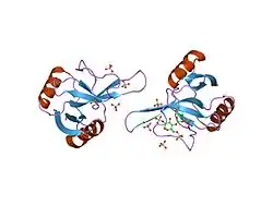 Major Basic Proteins