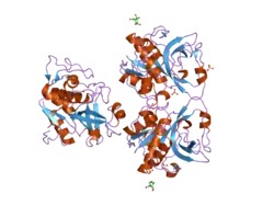 Peptidase 1