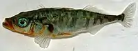 Dreistachliger Stichling(Gasterosteus aculeatus)
