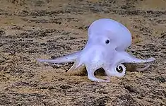 Tiefseeoktopus der Gattung Vucanoctopus, in den Medien nach der Zeichentrickfigur Casper genannt