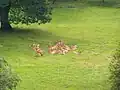 Damwild im Gehege