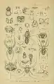Auszug aus dem Buch "Proceedings of the Zoological Society of London" (1907) von Octavius Pickard-Cambridge, die Grafiken 25 bis 28 zeigen Motive der Edlen Kugelspinne (hier noch als Teutana nobilis geführt).