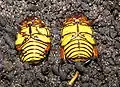 Pachnoda cordata, links Weibchen, rechts Männchen